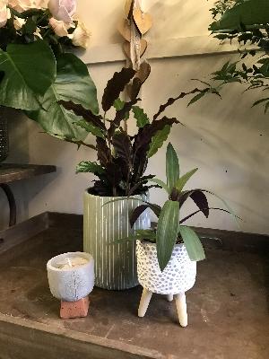 Plant and candle trio