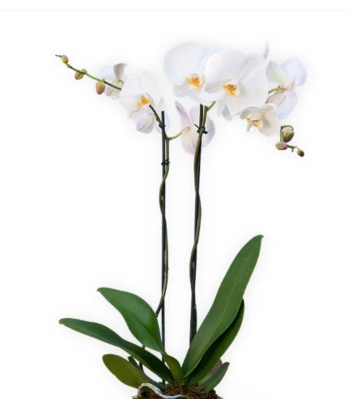 White orchid