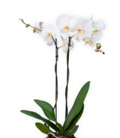 White orchid